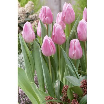 Tulip Aafke - Pack of 6 Bulbs