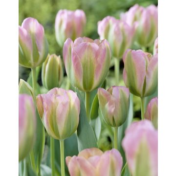 Tulip Groenland - Pack of 6 Bulbs