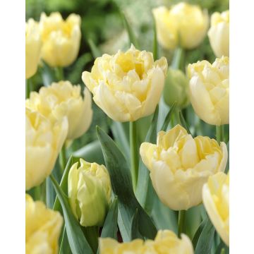 Tulip Verona- Pack of 6