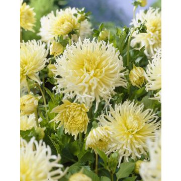 Dahlia Yellow Star