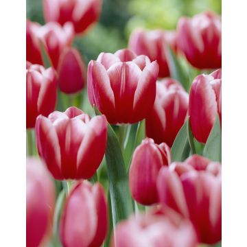 Tulip Kung Fu'- Pack of 6 Bulbs