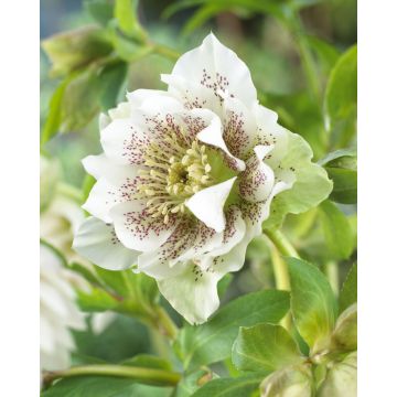 Helleborus orientalis Double White Spotted - Hellebore