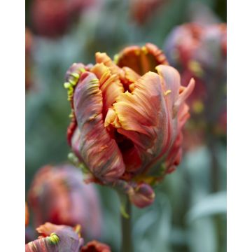 Tulip Blumex Favourite - Pack of 6 Bulbs