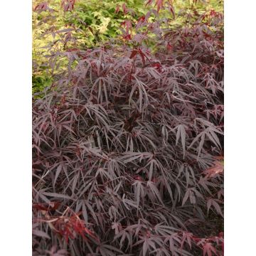 Acer palmatum Enkan - Large