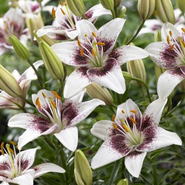 Lilium White Pixels - Pack of Two