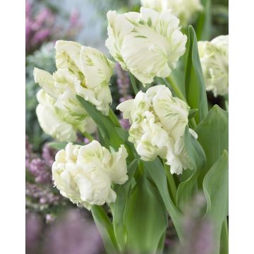 Tulip Super Parrot- Pack of 6