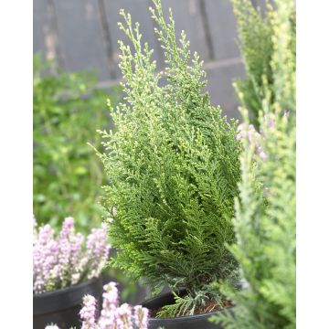 Chamaecyparis lawsoniana White Spot