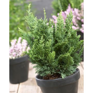 Chamaecyparis lawsoniana Wisselii