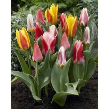 Tulip Greigii/Kaufmanniana Mixed - Pack of 25 Bulbs