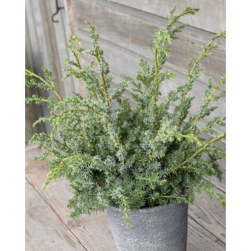 Juniperus chinensis Blue Alps