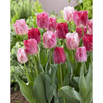  Tulip  ‘Hemisphere’ - Pack of 25