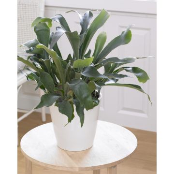 Platycerium bifurcatum - Common Staghorn Fern in Hanging Basket