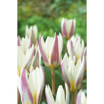 Tulip Ice Stick - Pack of 6 Bulbs