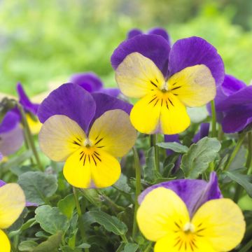 Pansy Trailing Purple & Yellow Wing