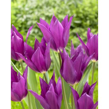 Tulipa Yume no Murasaki - Pack of 6 Bulbs