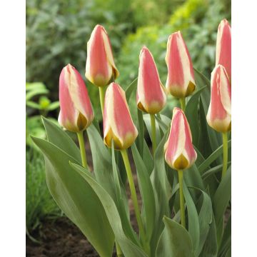 Tulip Tarafa- Pack of 6