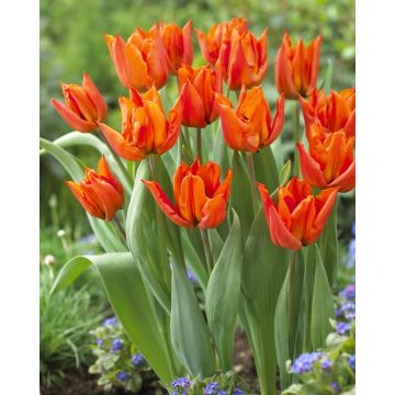 Tulip Yokohama Orange - Pack of 6 Bulbs