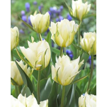 Tulip White Valley- Pack of 6 bulbs