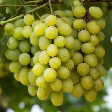 Vitis 'Bianca' - White Grape Vine