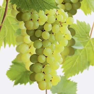 Large circa 5-6ft Grape Vine - Vitis vinifera Superior - White Seedless Grape
