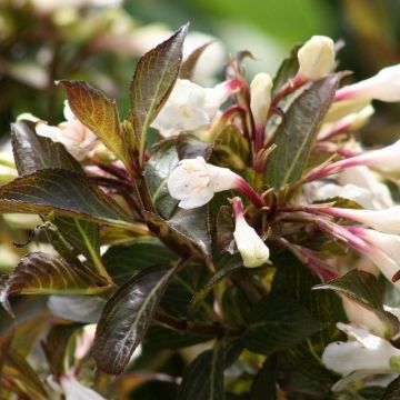 Weigela florida Black and White - LARGE