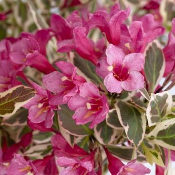 Weigela All Summer Monet- Large