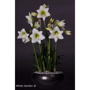 Multiflora Amaryllis White Garden