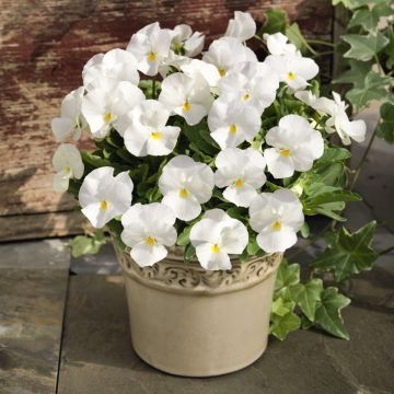 Pansy Trailing White - in Bud and  Bloom