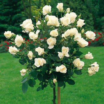 LARGE Standard Rose Tree - AVALANCHE