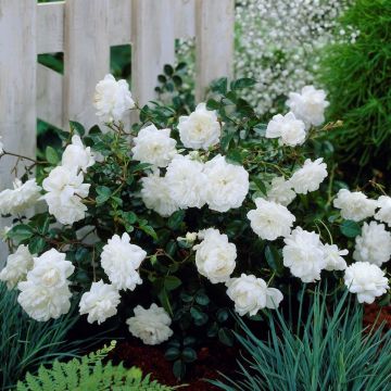 Rosa 'White Fairy'