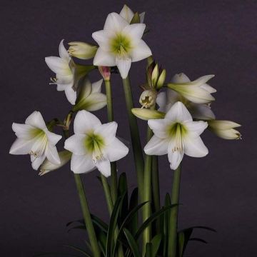 Multiflora Amaryllis White Garden