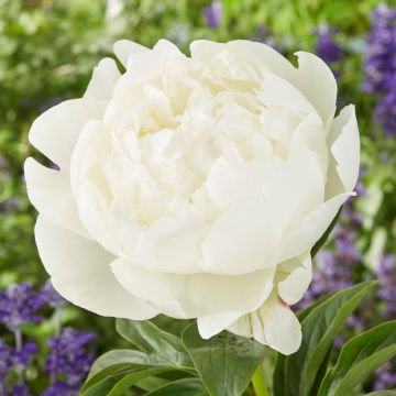 Paeonia White - Peony Bare Root