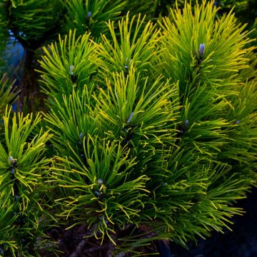 Pinus mugo Winter Gold - Dwarf Golden Mountain Pine - LARGE SPECIMEN