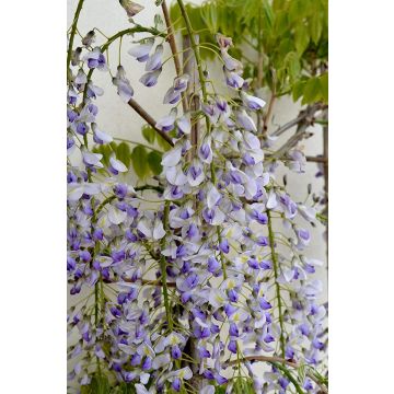 Wisteria floribunda Lawrence - Bicolour Japanese Wisteria - Extra Large Specimen