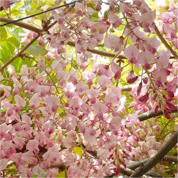 Extra Large Weeping Standard - Wisteria floribunda Honbeni - Pink Ice Japanese Wisteria - Extra Large Specimen Plant