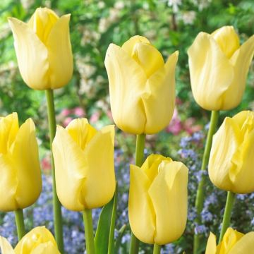 Tulip World Friendship - Pack of 6