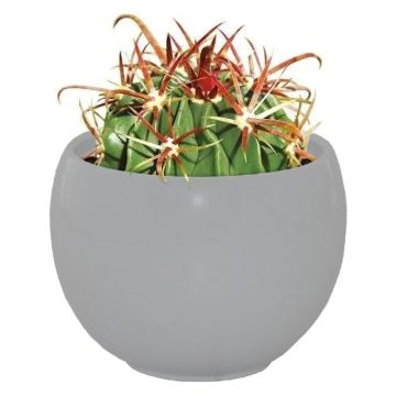 Cactus Grow Set - Devil's Tongue - Perfect Gift!