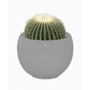 Cactus Grow Set - Golden barrel - Perfect Gift!