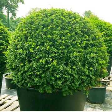 YEW BALL - English Yew Topiary Ball - Taxus baccata - EXTRA Large