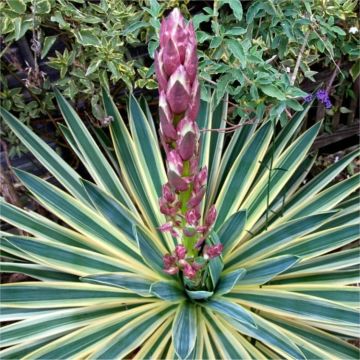 Yucca gloriosa 'Variegata' - Adams Needle