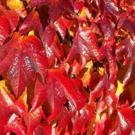 Virginia Creeper - Garden Express