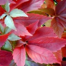 Virginia Creeper - Garden Express