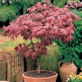 Acer palmatum dissectum Firecracker - Japanese Maple