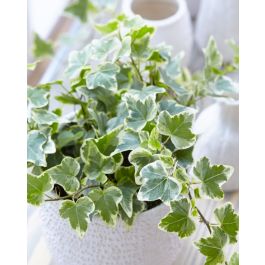 Hedera helix 'White Wonder' Common ivy - elho® - Give room to nature