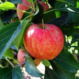 Imperial Gala Apple Tree