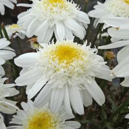 Leucanthemum AMAZING DAISIES® 'Marshmallow' - Garden Crossings