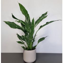 SPECIAL DEAL - Ananas - Indoor Pineapple Plant