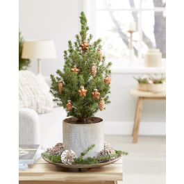 mini christmas tree cvs