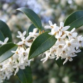 Osmanthus perfume of discount nature