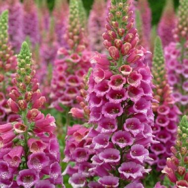 Digitalis purpurea Excelsior - Foxgloves